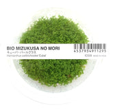 ADA Mini Dwarf Pearl Hemianthus callitrichoides 'Cuba' IC008
